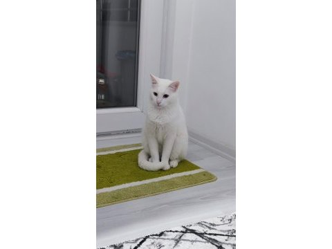 2 yaşında kısır ankara kedisi