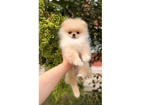 Pomeranian boo yavrularımız