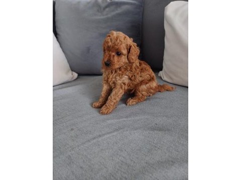 Ultra kalite redbrown toy poodle yavrularımız
