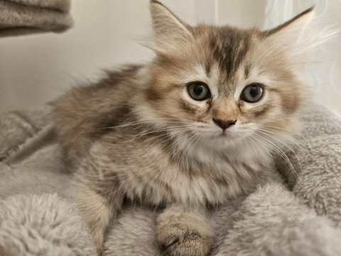 Iki bucuk aylik saf kan british longhair yavrulari