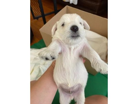 Safkan minyatür schnauzer