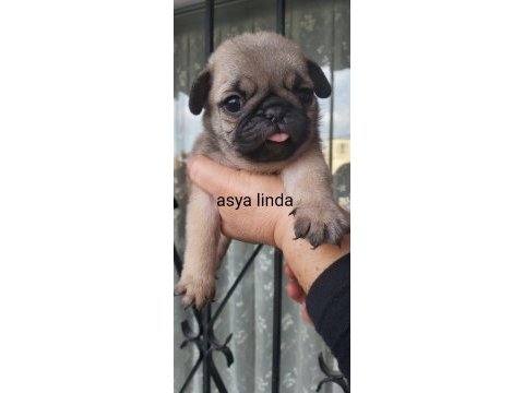 Pug mops bebekler