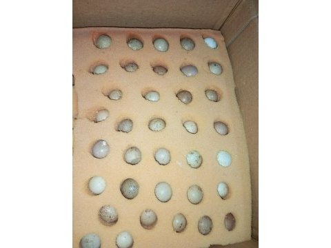 Çin bıldırcın sahiplendirme ve kuluçkalık yumurtası