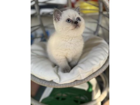 Üst kalite top kafa erkek british shorthair yavrumuz