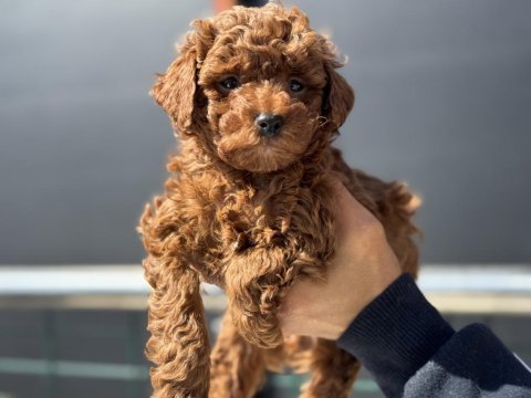 Ankarada ziyarete açık kore toy poodle yavrular