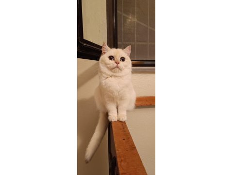 Bursa golden british shorthair dişi ny 12 33 acil