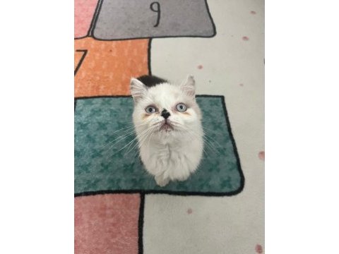 Exotic shorthair safkan