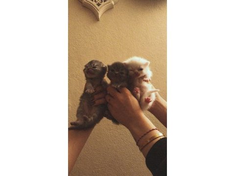 Acil yuva chinchilla