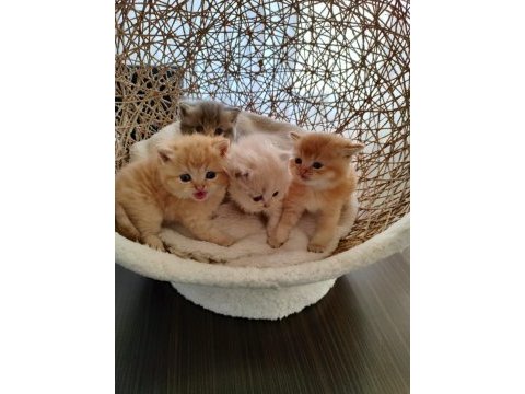 Golden british longhair kardeşler