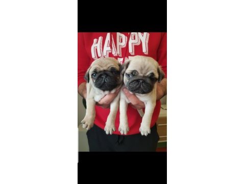 Safkan a kalite muhteşem pug yavruları