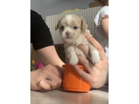 2.5 aylık chihuahua kızımıza yuva arıyoruz