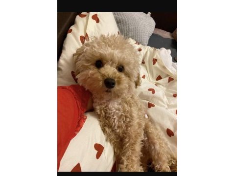Yetişkin toy poodle dişi