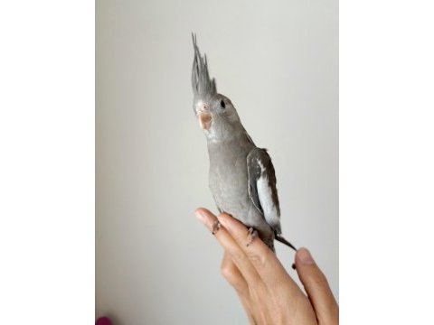 Full evcil nadir renk sultan papağanı yavrusu
