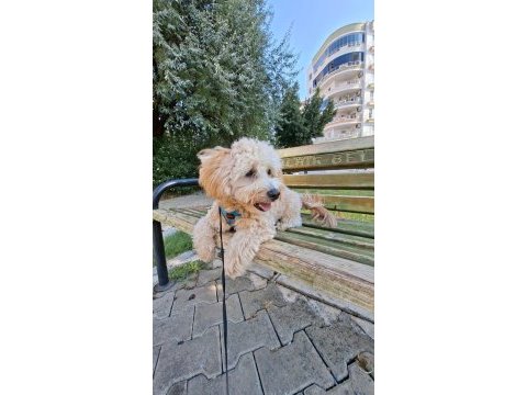 Köpeğimize eşleştirme için maltipoo dişi arıyoruz