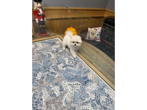 Ayıcık surat pomeranian boo