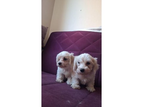 Kore maltese bebekler