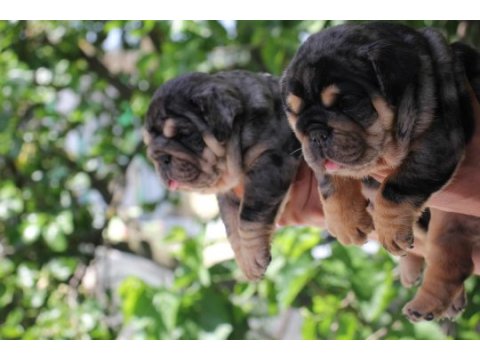 Sitenin en renkli en mütevazi ingiliz bulldogları