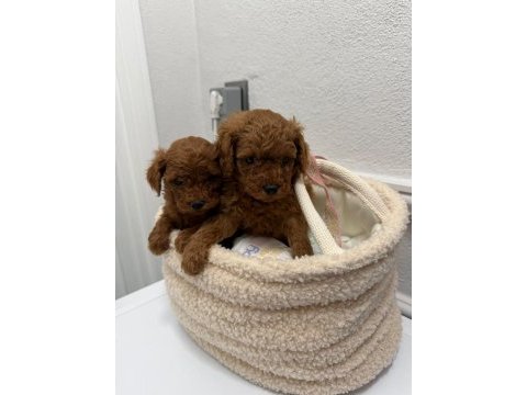 Premium toy poodle yavrular kocaeli