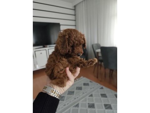 Orijinal toy poodle yavrular eskişehir