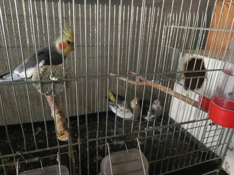 6 yumurtalı 2 yavrulu sultan papağanı takım