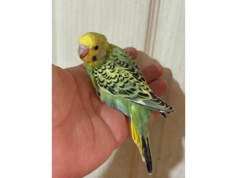 40-45 günlük arası renk güzeli 5 bebek