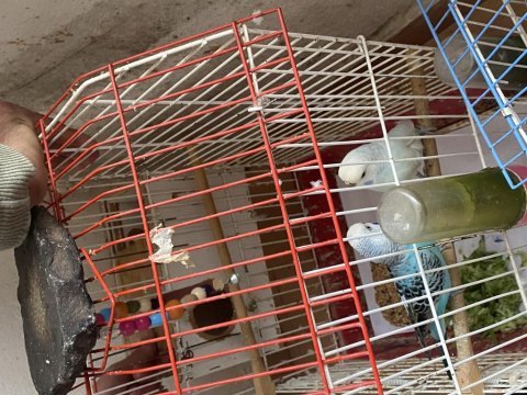 Çiftleşen muhabbet kuşu acil satılık