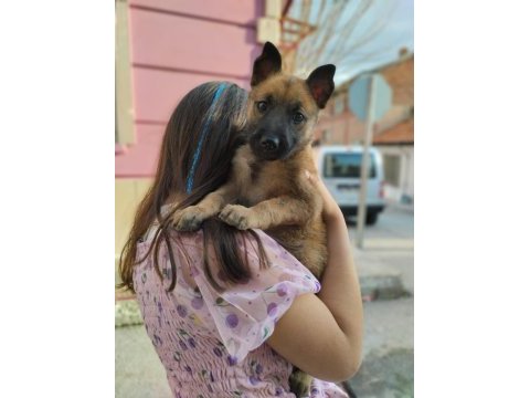 Belçika kurt malinois dişi eğitim ve scr has kan