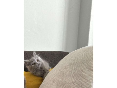 2 aylık gri british shorthair yavru