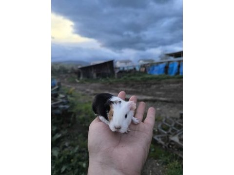 Yavru guinepigler