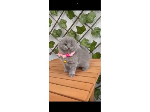 Scottish fold 2 aylık dişi