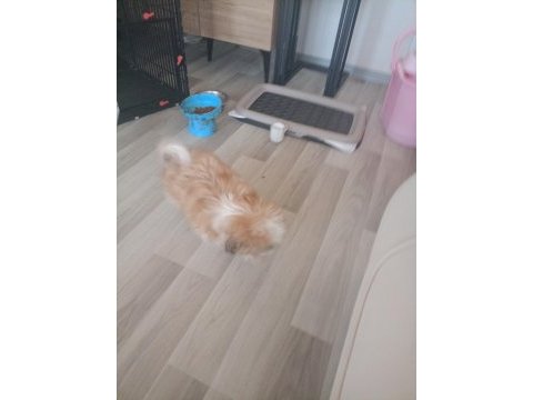 Shıh tzu safkan dısı