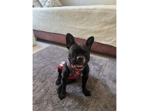 French bulldog 2 yaşında