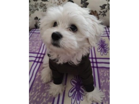 Güzeller güzeli maltese lilamı sahiplendiriyorum