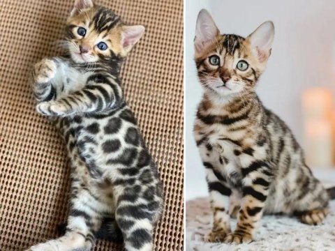 Bengal kedisi bebekler rezerveye açıktır
