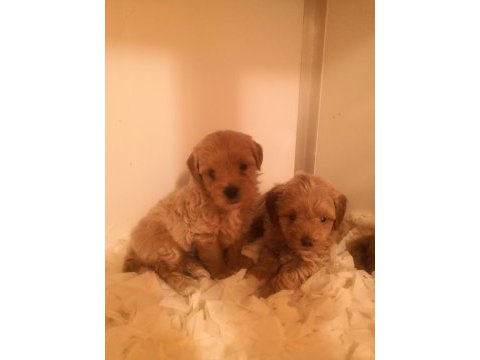 Poodle ayarında maltipoo köpeklerimiz