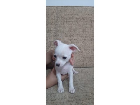 2 aylık chihuahua yavruları