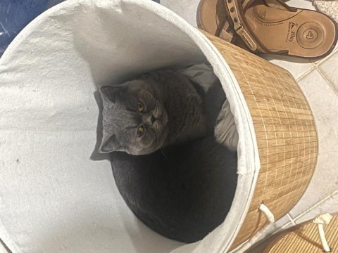 Ömürlük yuva british shorthair kedimize