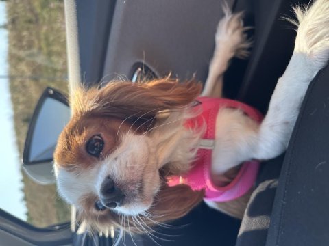 King charles sahiplendirme