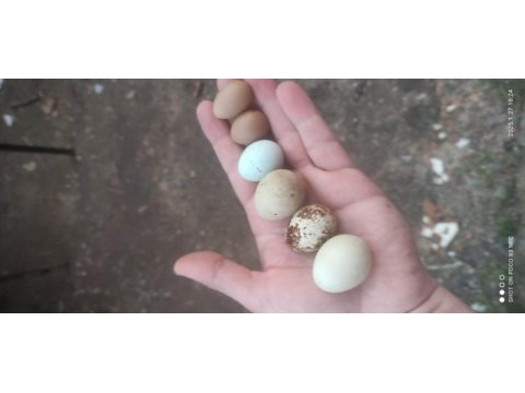 Bıldırcın yumurtası ve bıldırcın