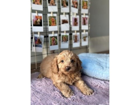 Mini maltipoo yavrularımız