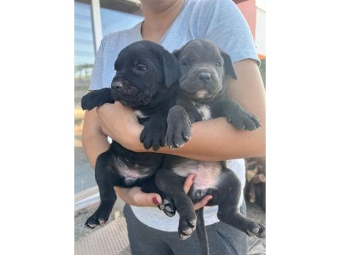 Minik cane corso devler yeni ailelerini bekliyor