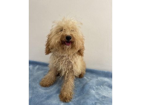 Apricot güzeli poodle köpeği
