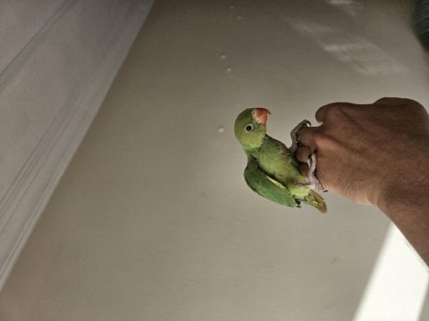 1 aylık el besleme pakistan bebekler