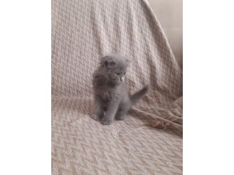 Birinci kalite blue point scottish fold yavrular