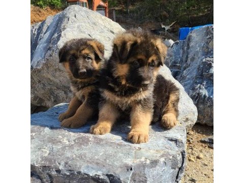 Alman çoban köpeği yavruları