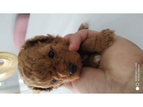 Toy poodle kore mini boy