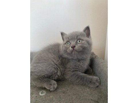 3 aylık dişi british shorthair