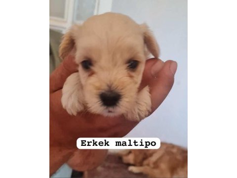Maltipoo yavrular iki aylık