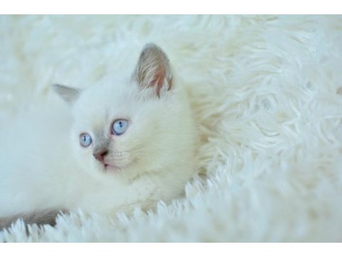 Harika mavi göz blue point british shorthair 
