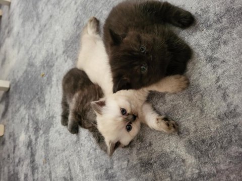 Rezerve british longhair yavrular